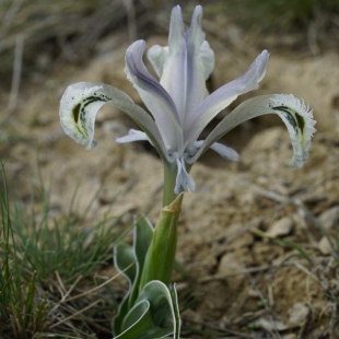 Iris subdecolorata